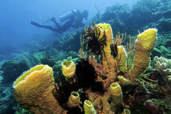 Feather stars and sponges