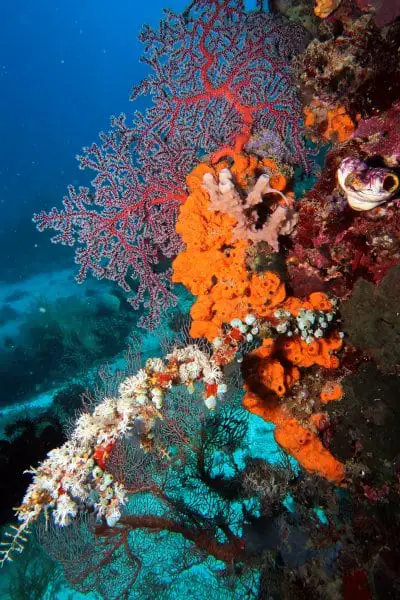 Colorful Gorgonian