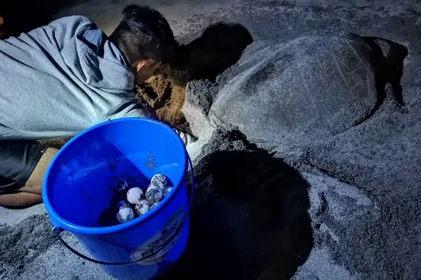 Sagip Pawikan- Sea Turtle Conservation Efforts in Bataan, Philippines