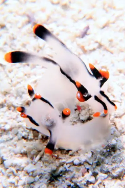 Thecacera picta nudibranch mating