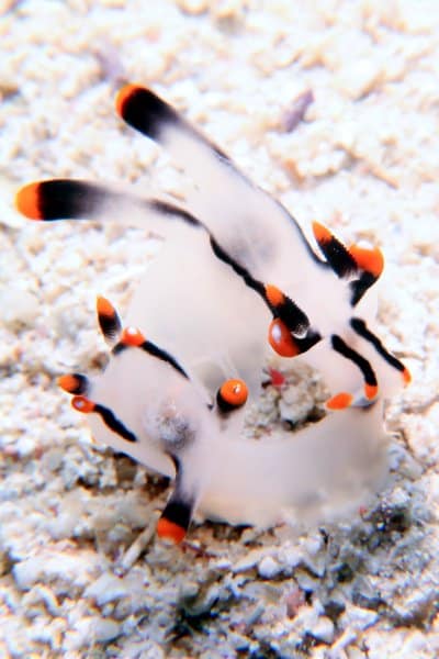 Thecacera picta nudibranch mating