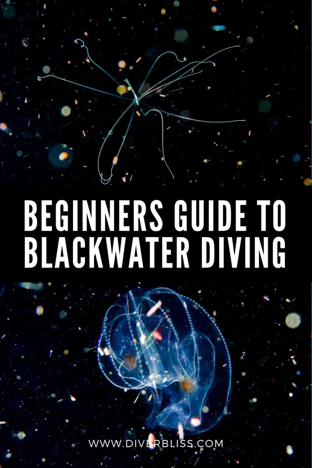 beginners guide to blackwater diving
