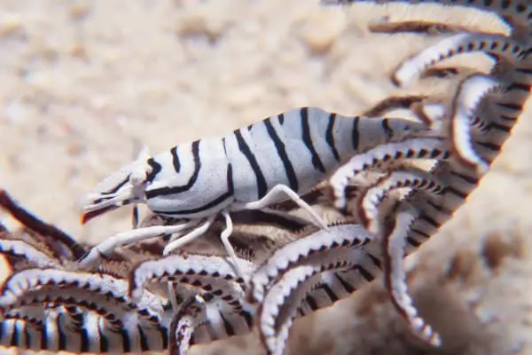 black and white zebra crinoid shrimp