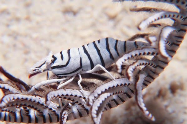 black and white zebra crinoid shrimp