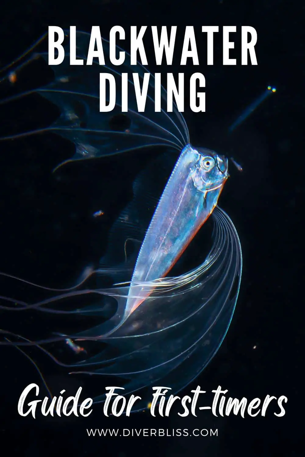 blackwater diving guide for first timers