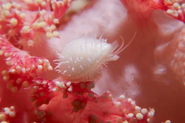 candy coral cowrie