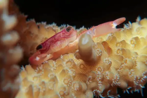 crab on acropora coral