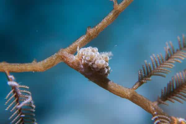 grape dotto ussi nudibranch