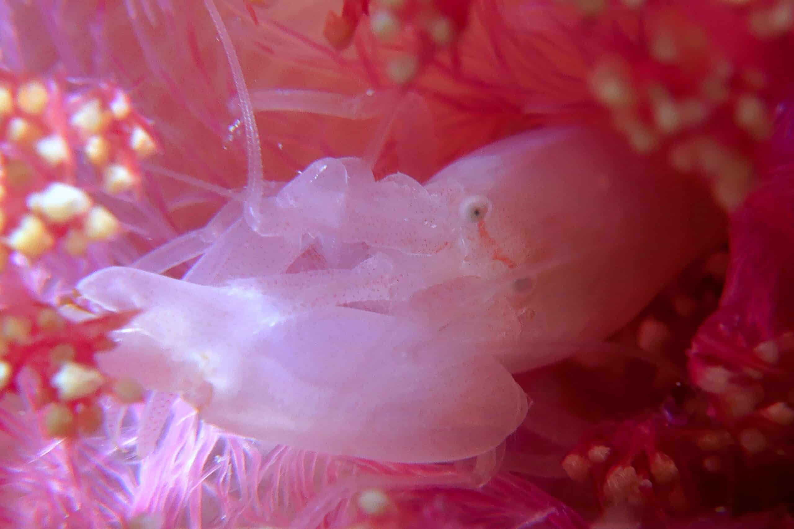 Scuba Diving Romblon: The Philippines' Underwater Macro Paradise 42 piston shrimp