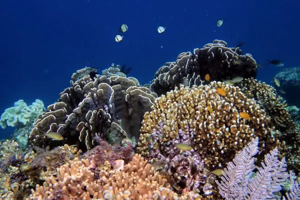 Romblon Coral Reef