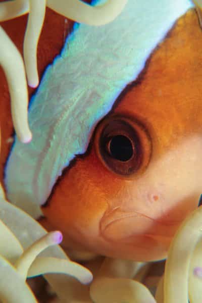 Amphiprion frenatus