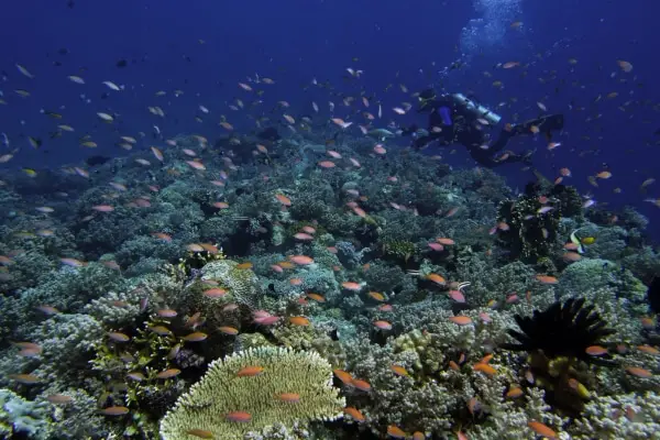 Apo Reef Natural Park Coral Reef