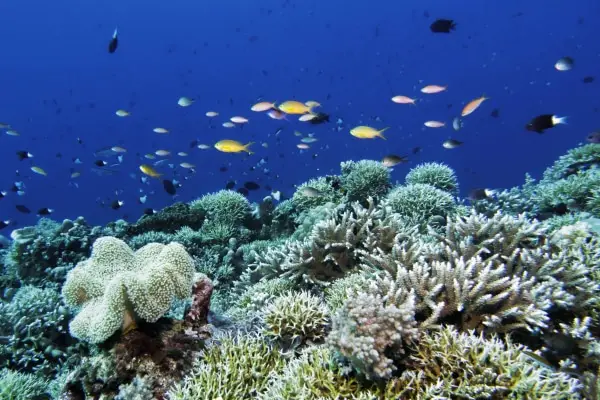 Coral diversity in Apo Reef