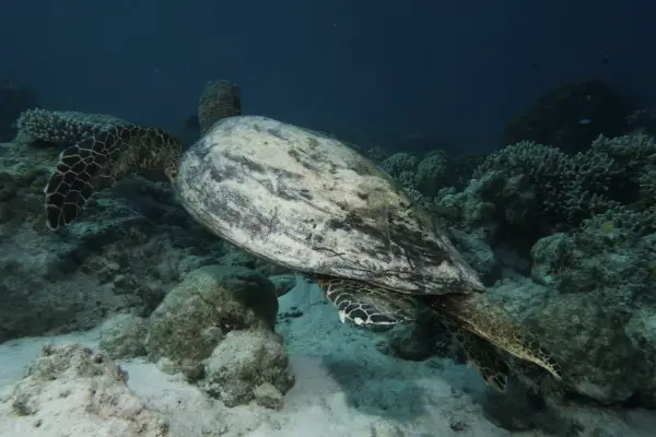 sea turle in Apo Reef