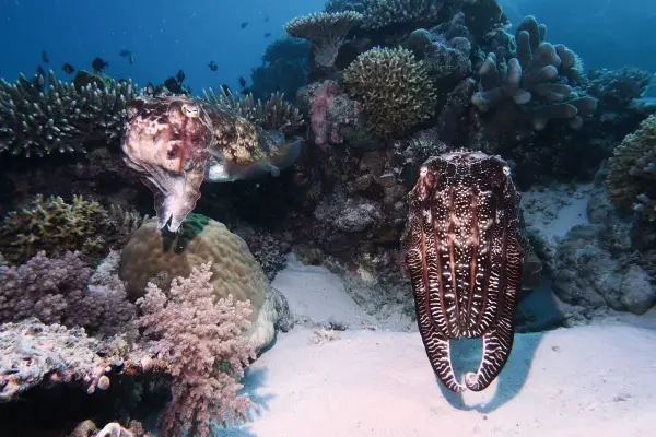 pair of giant cuttlefish