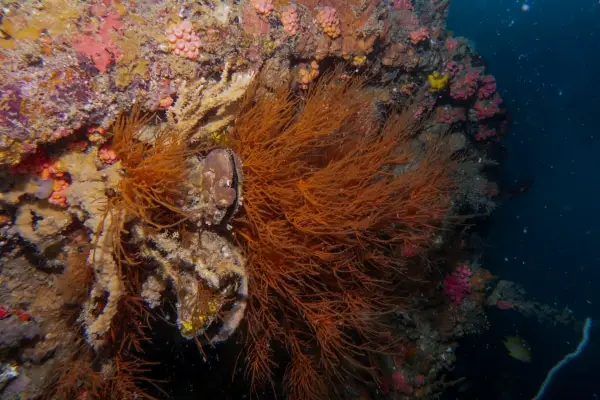 Okikawa maru wreck coron