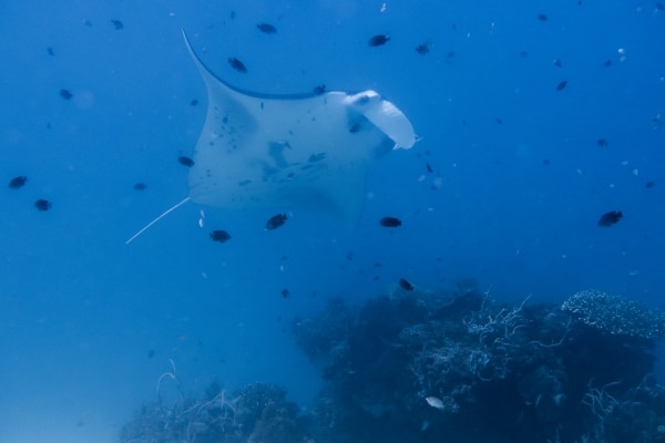 manta ray cleaning station