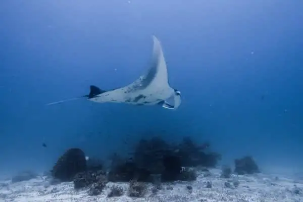 manta ray cleaning station