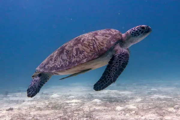 green sea turtle