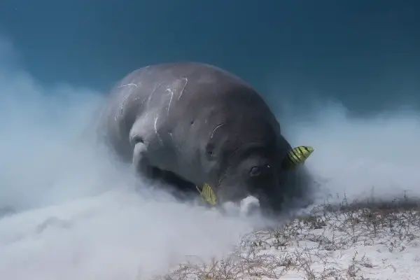 aban aban dugong in Calauit