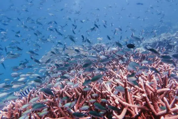 coral reef fish sibaltan