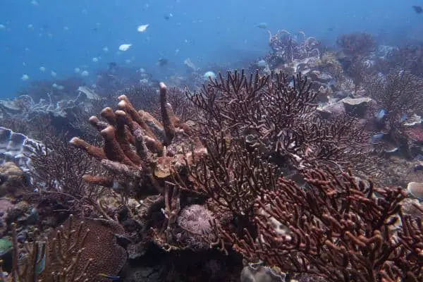 corals and sponges in saanka sibaltan
