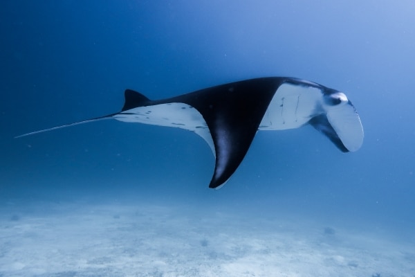 manta ray cruising beside me