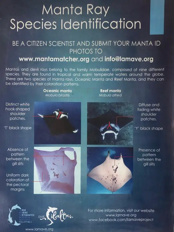Dive Sibaltan: Beginner-friendly Manta Ray Diving In The Philippines