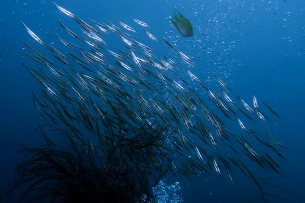 Razorfish on Morazan Maru