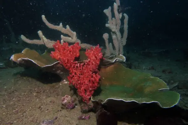 coral on okikawa wreck