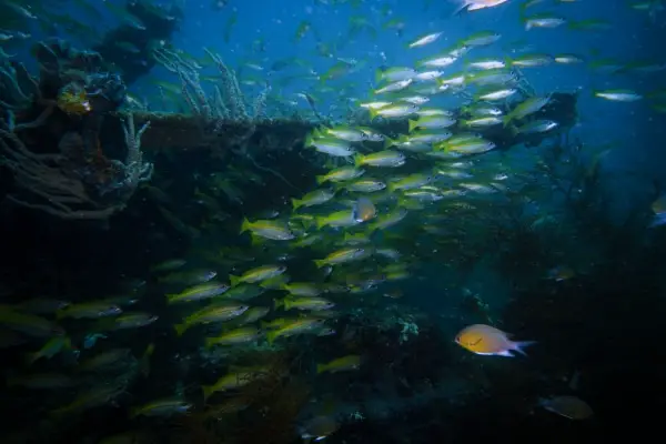 Yellow snappers at Olympia Maru wreck