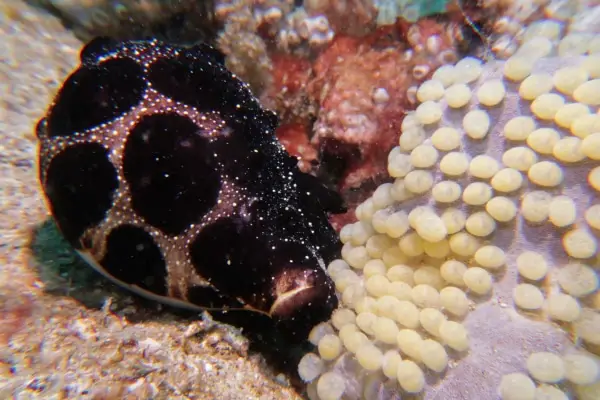 cowrie shell laying eggs