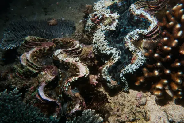 giant clam dive site