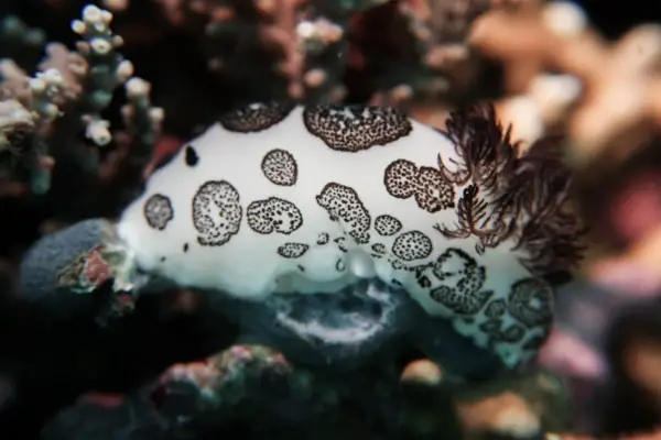 Jorunna funebris nudibranch