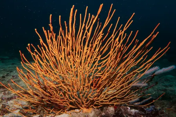 orange soft corals