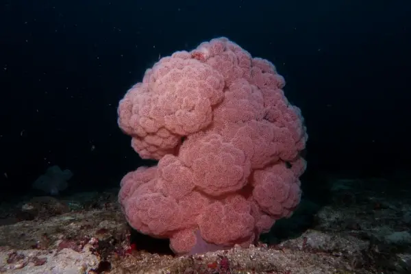 pink soft coral