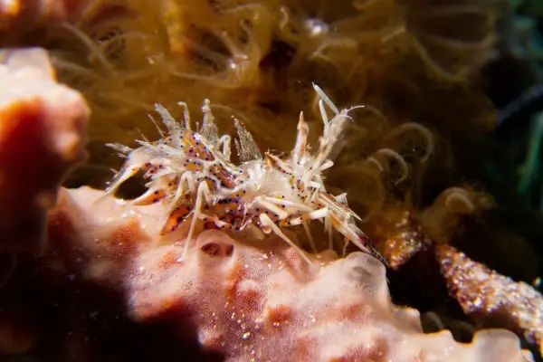 spiny tiger shrimp Phyllognathia ceratophthalamus