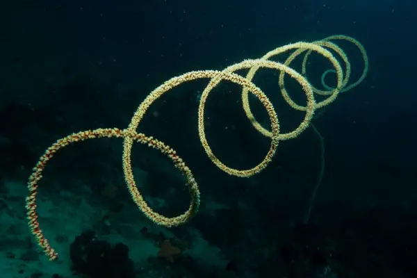 whip coral