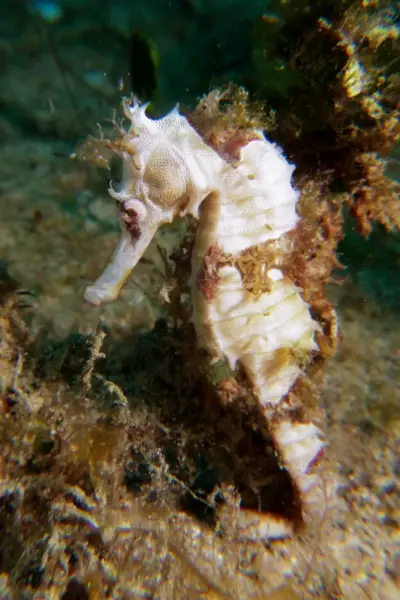 white thorny seahorse