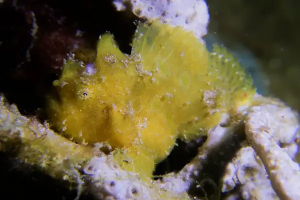 yellow frogfish