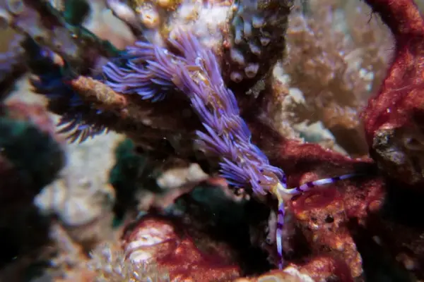 purple dragon nudibranch Pteraeolidia ianthina