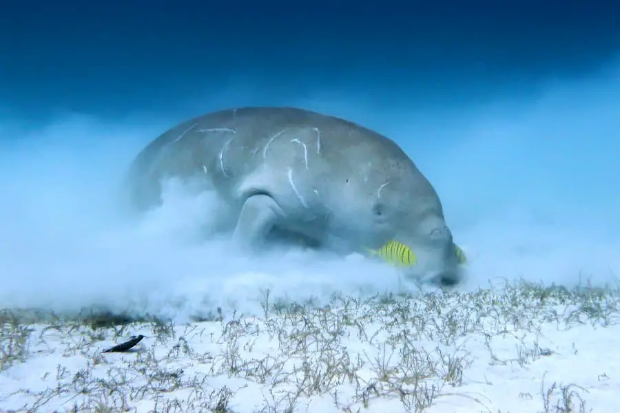 scuba diving with dugong in the philippines