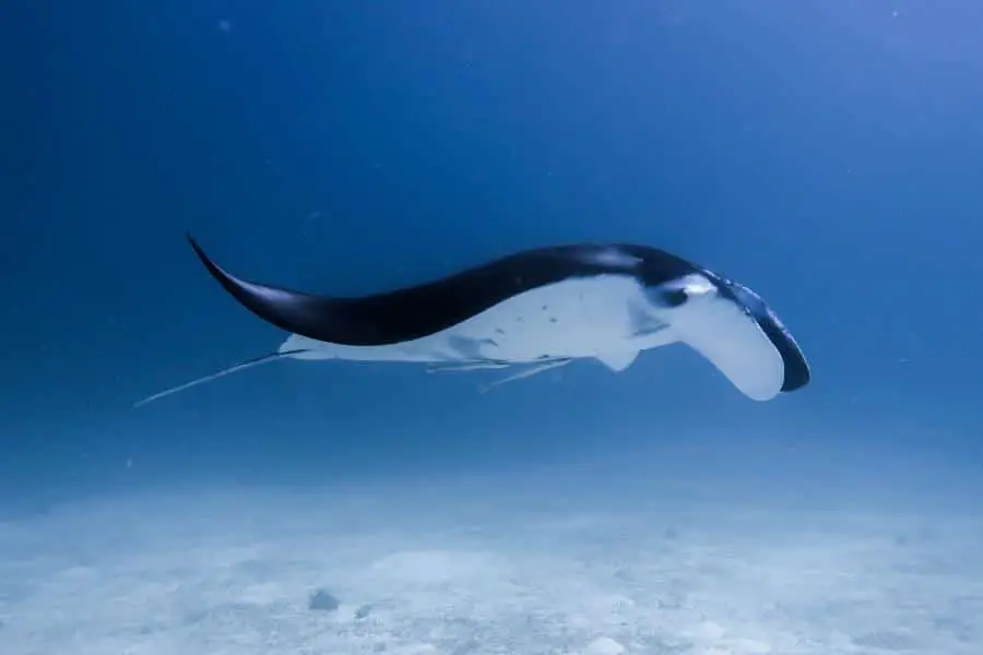 manta ray in Sibaltan