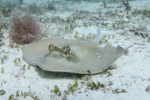 blue spotted ribbontail stingray