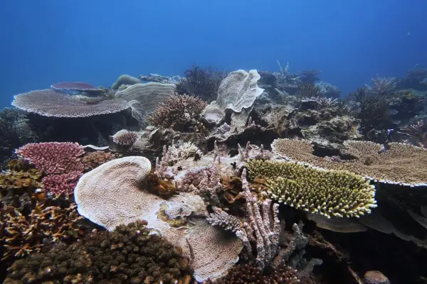 sibaltan coral diversity