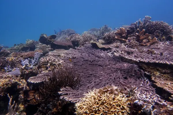 branching and table corals