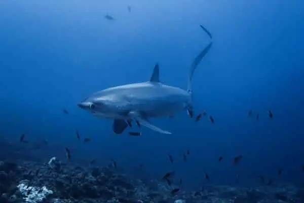 Thresher sharks with cleaner wrasse