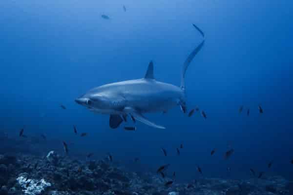 thresher shark cleaning station