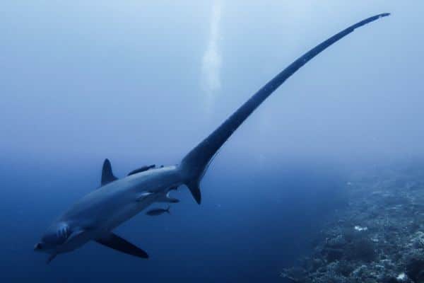 thresher shark in malapascua