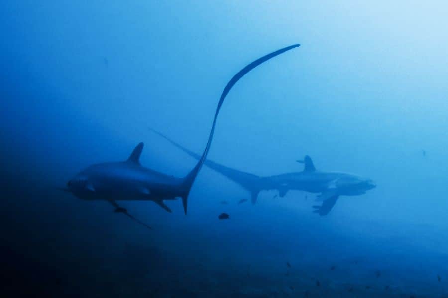 thresher sharks malapascua